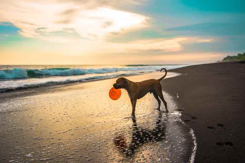 Best Dog Friendly Beaches Near Looe