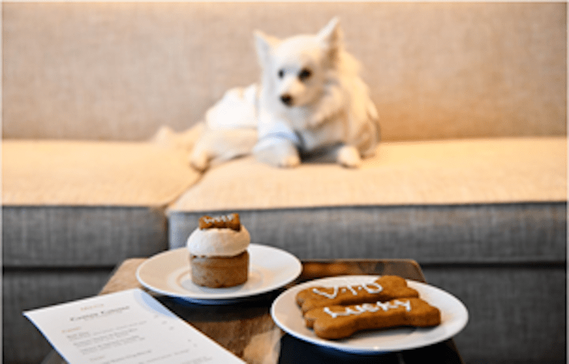 Best Pet Friendly Resorts Massachusetts